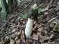 Erdei szömörcsög (Phallus impudicus), Retyezát